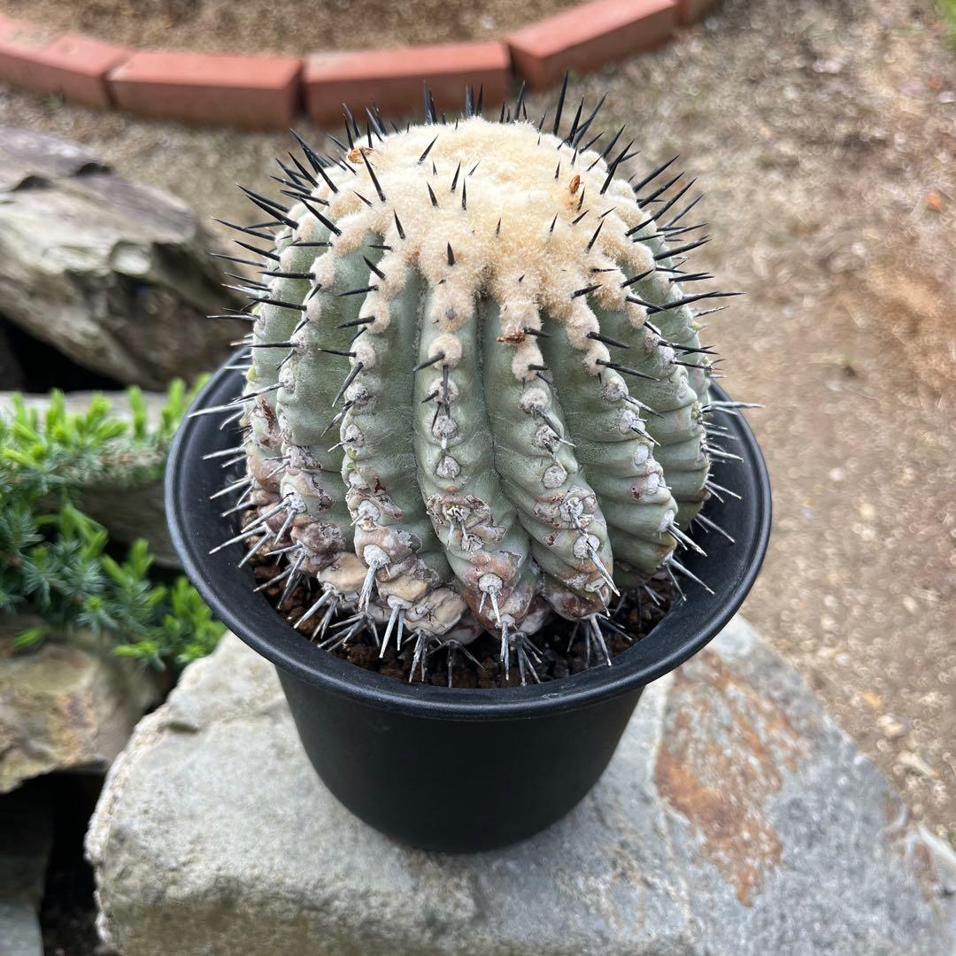 コピアポア【黒王丸】サボテン②