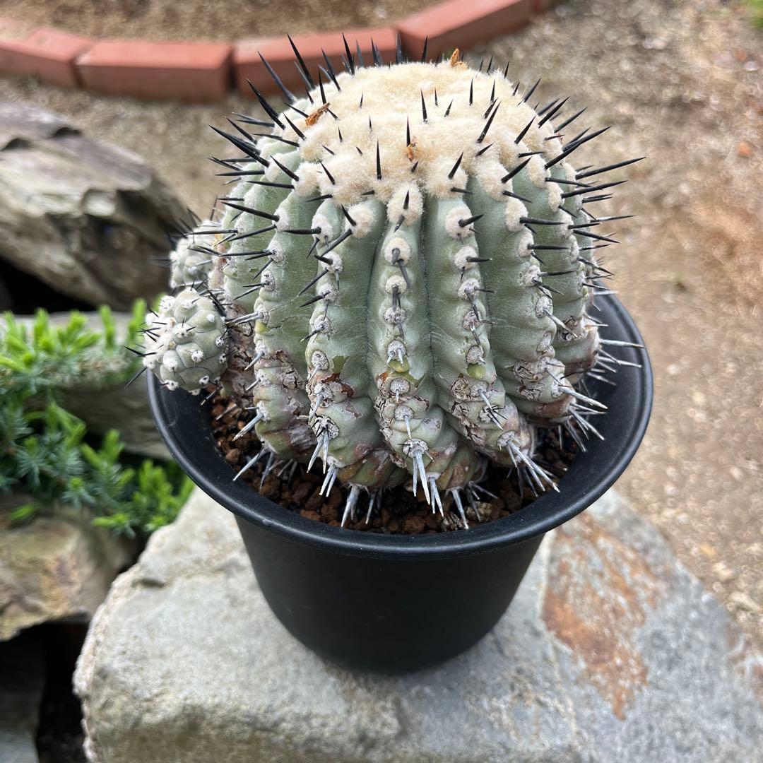 コピアポア【黒王丸】サボテン②