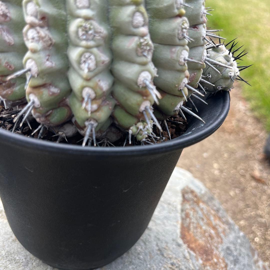 コピアポア【黒王丸】サボテン②