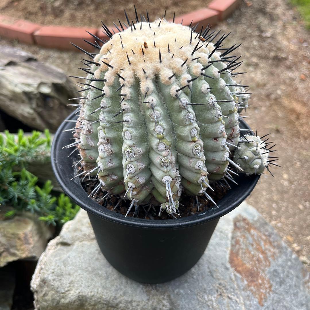 コピアポア【黒王丸】サボテン②