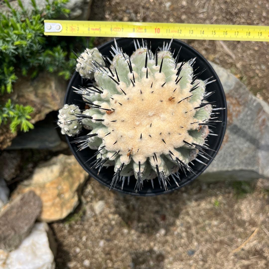 コピアポア【黒王丸】サボテン②