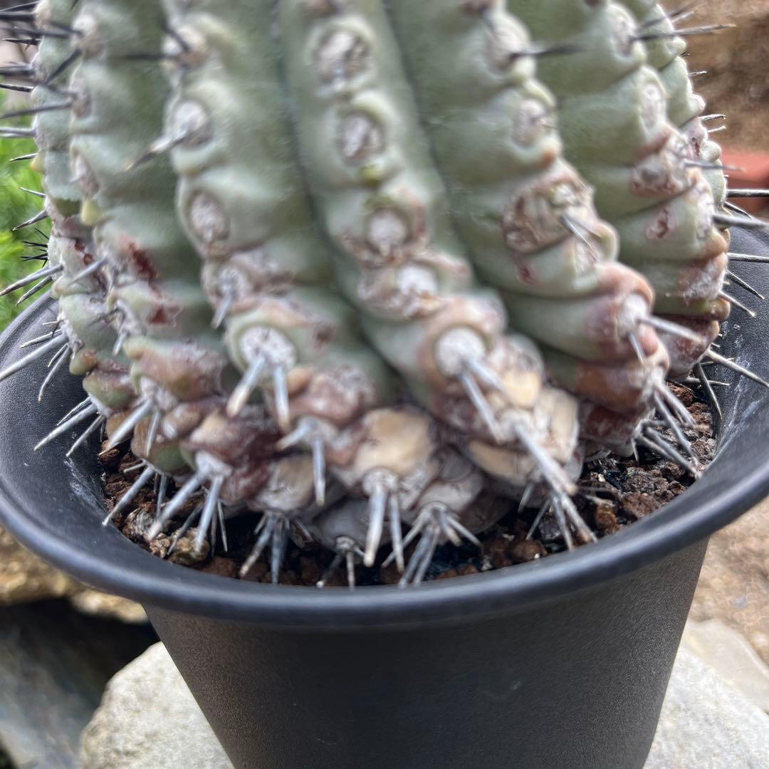 コピアポア【黒王丸】サボテン②