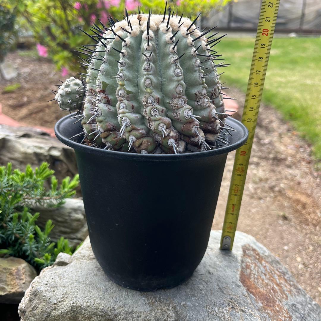 コピアポア【黒王丸】サボテン②