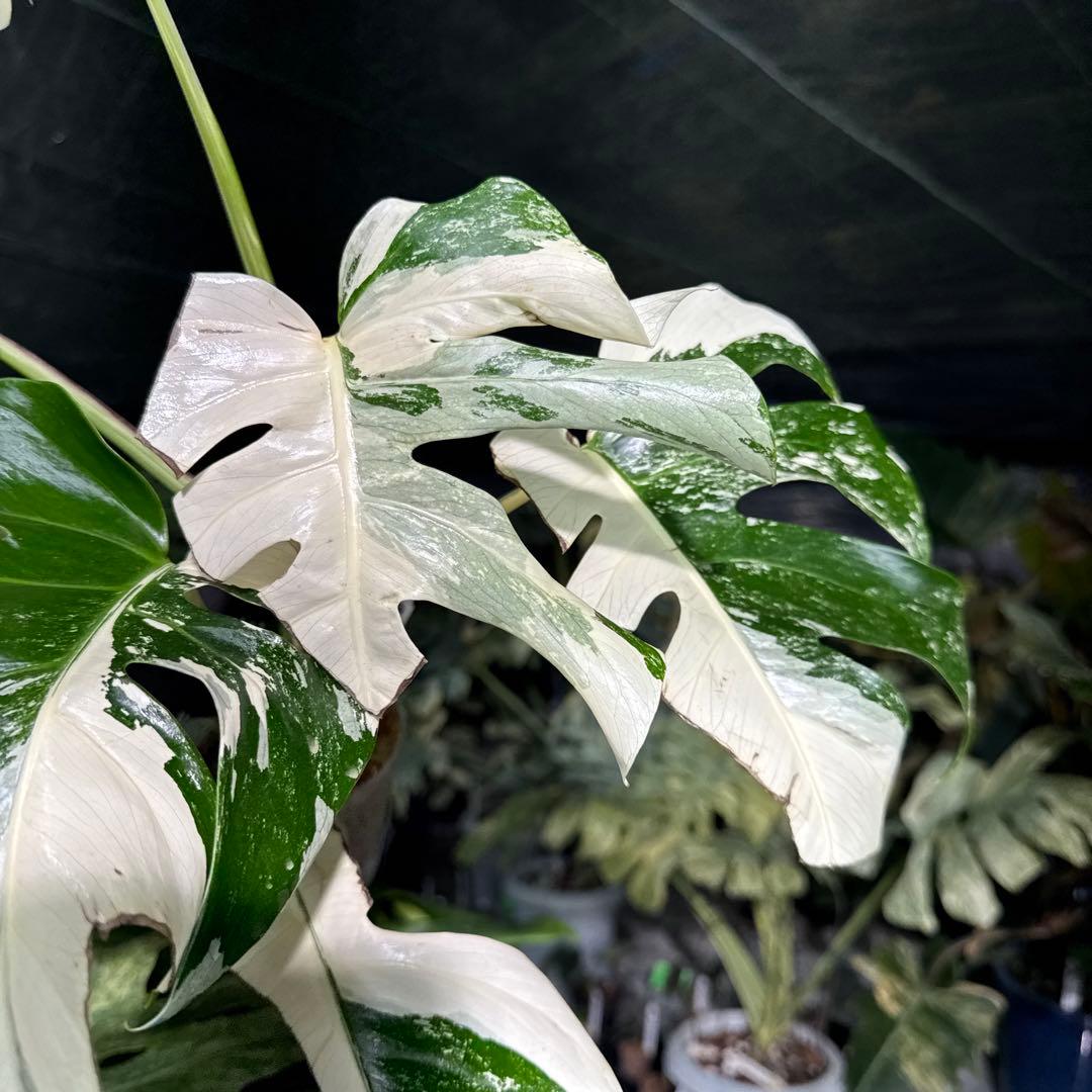 ALB2 モンステラ ボルギシアナ アルボ ホワイトタイガー白斑 健康