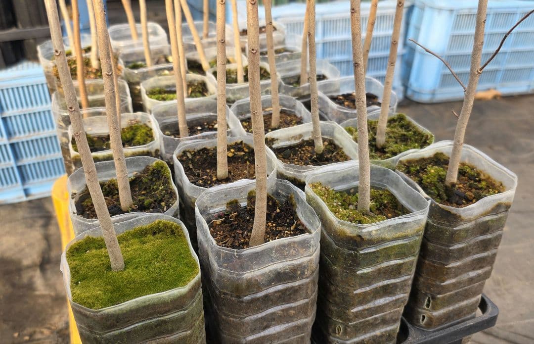 ポポー 実生苗 3年生 自作鉢【24本】※バラ売り希望はコメントください