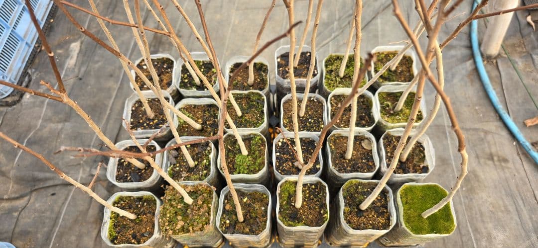 ポポー 実生苗 3年生 自作鉢【24本】※バラ売り希望はコメントください