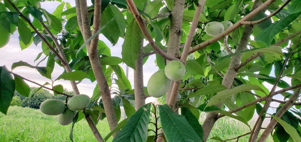 ポポー 実生苗 3年生 自作鉢【24本】※バラ売り希望はコメントください