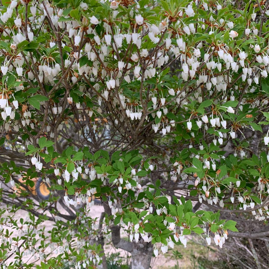 ドウダンツツジ　引き取り依頼品