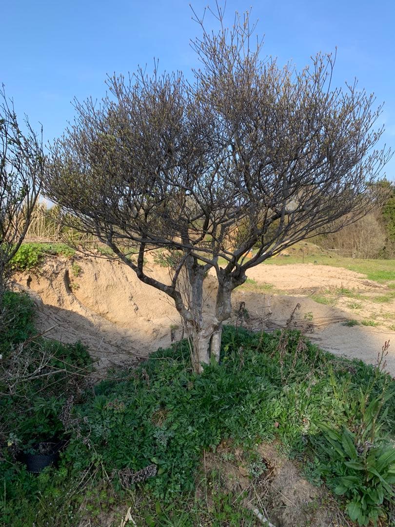 ドウダンツツジ　引き取り依頼品