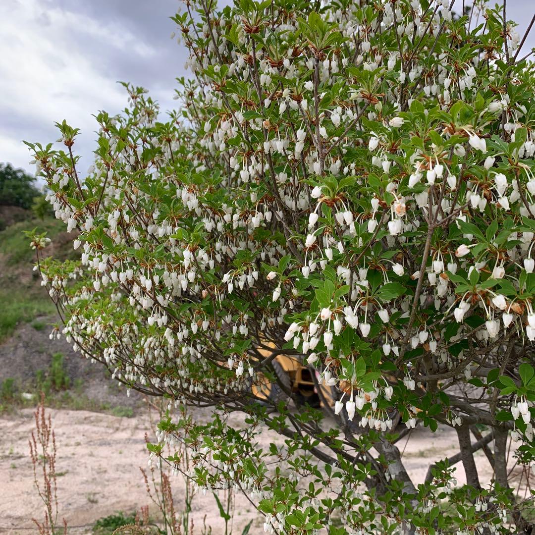 ドウダンツツジ　引き取り依頼品