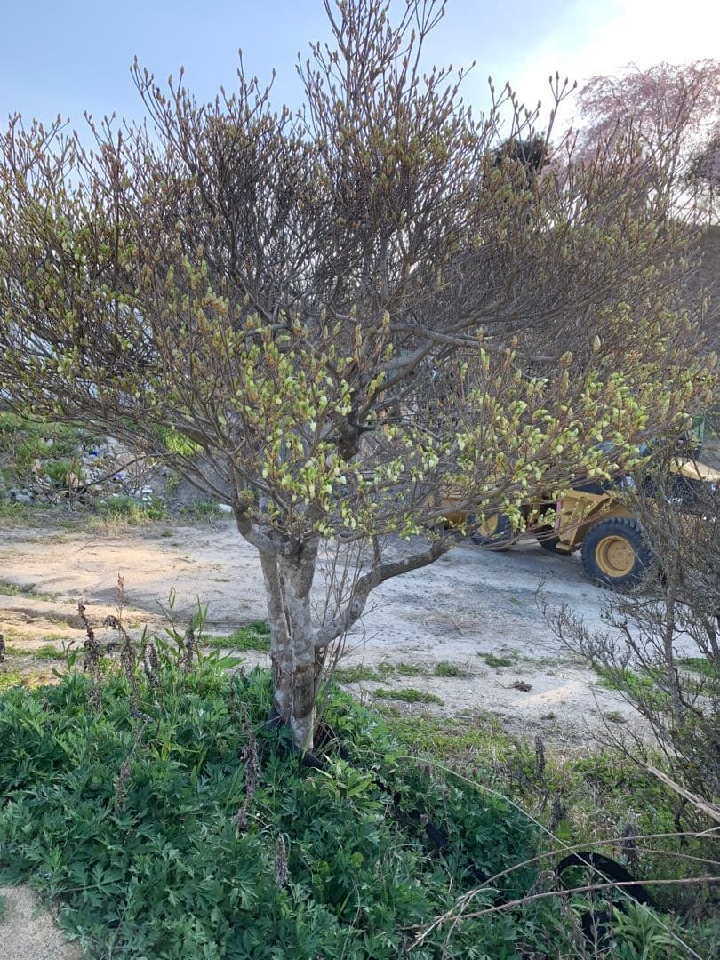 ドウダンツツジ　引き取り依頼品