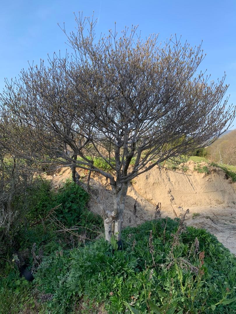 ドウダンツツジ　引き取り依頼品