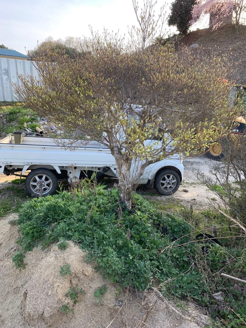 ドウダンツツジ　引き取り依頼品