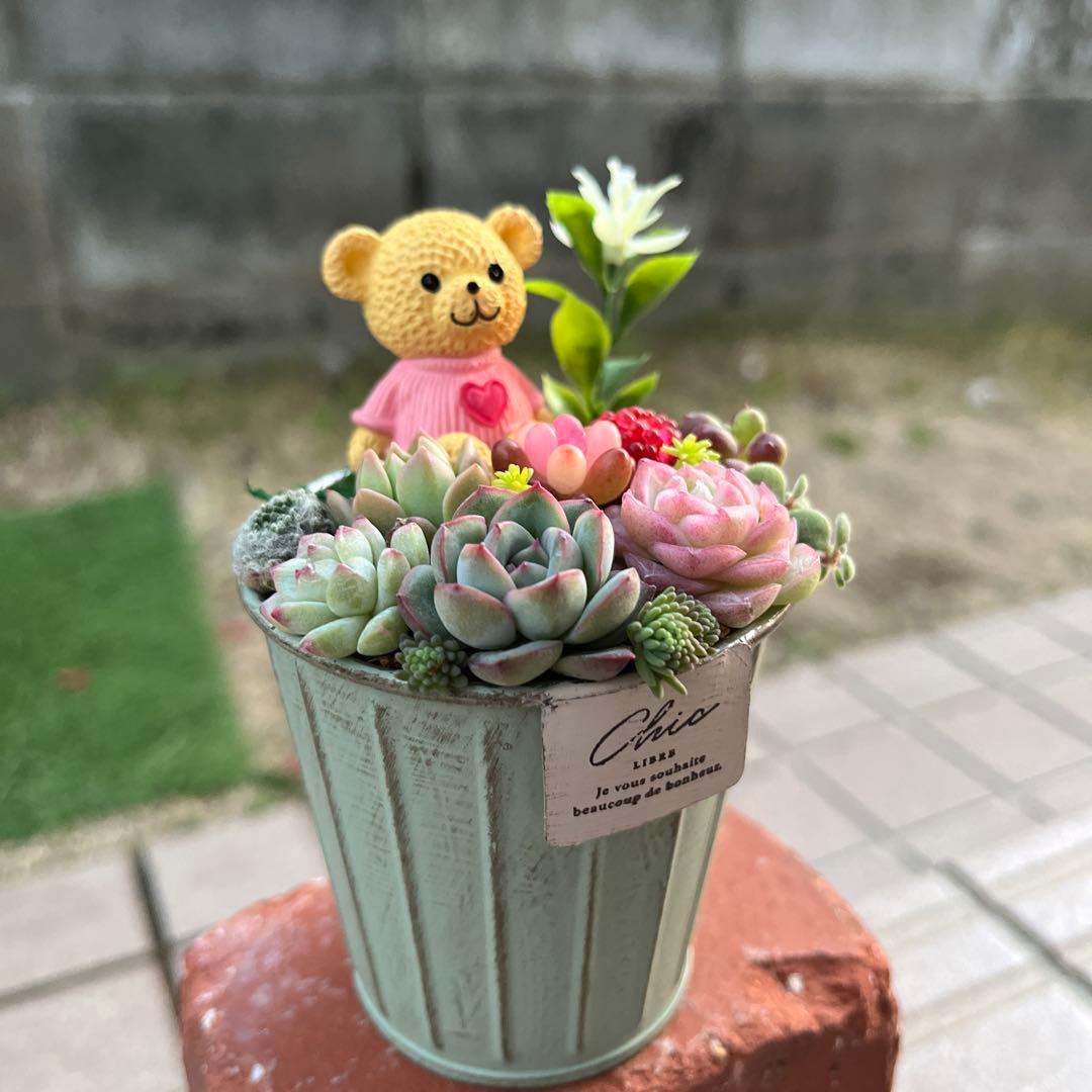 ♡そのまま飾れる♡くまちゃんの可愛い多肉植物寄せ植え
