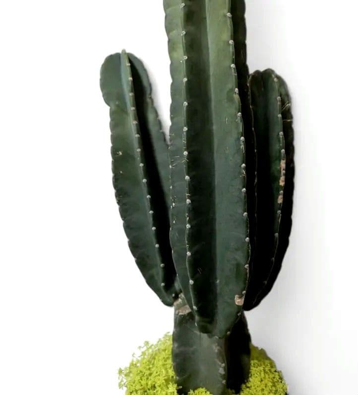 タイムセール柱サボテン(鬼面角)＆セダム ドライガーデン 特大 - メルカリ