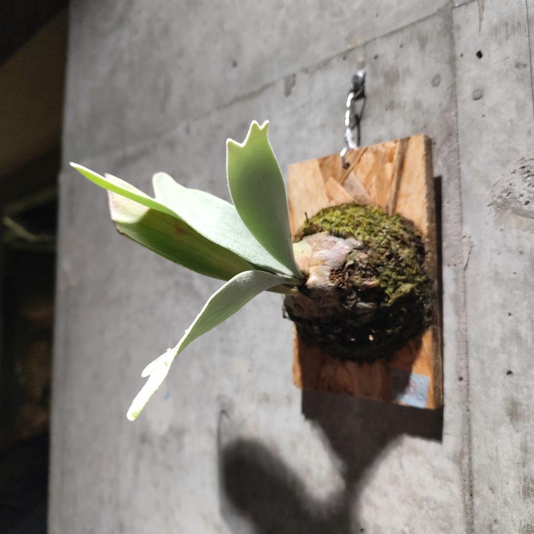 気まぐれ値下げ ビカクシダ エルサ Elsa oc株 子株④の通販｜abcbim.com