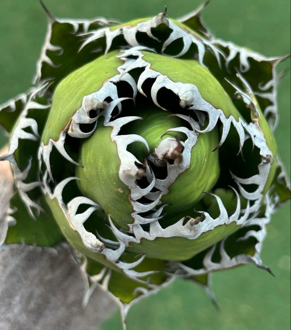 アガベ アトロビレンスシグマトフィラ 中株