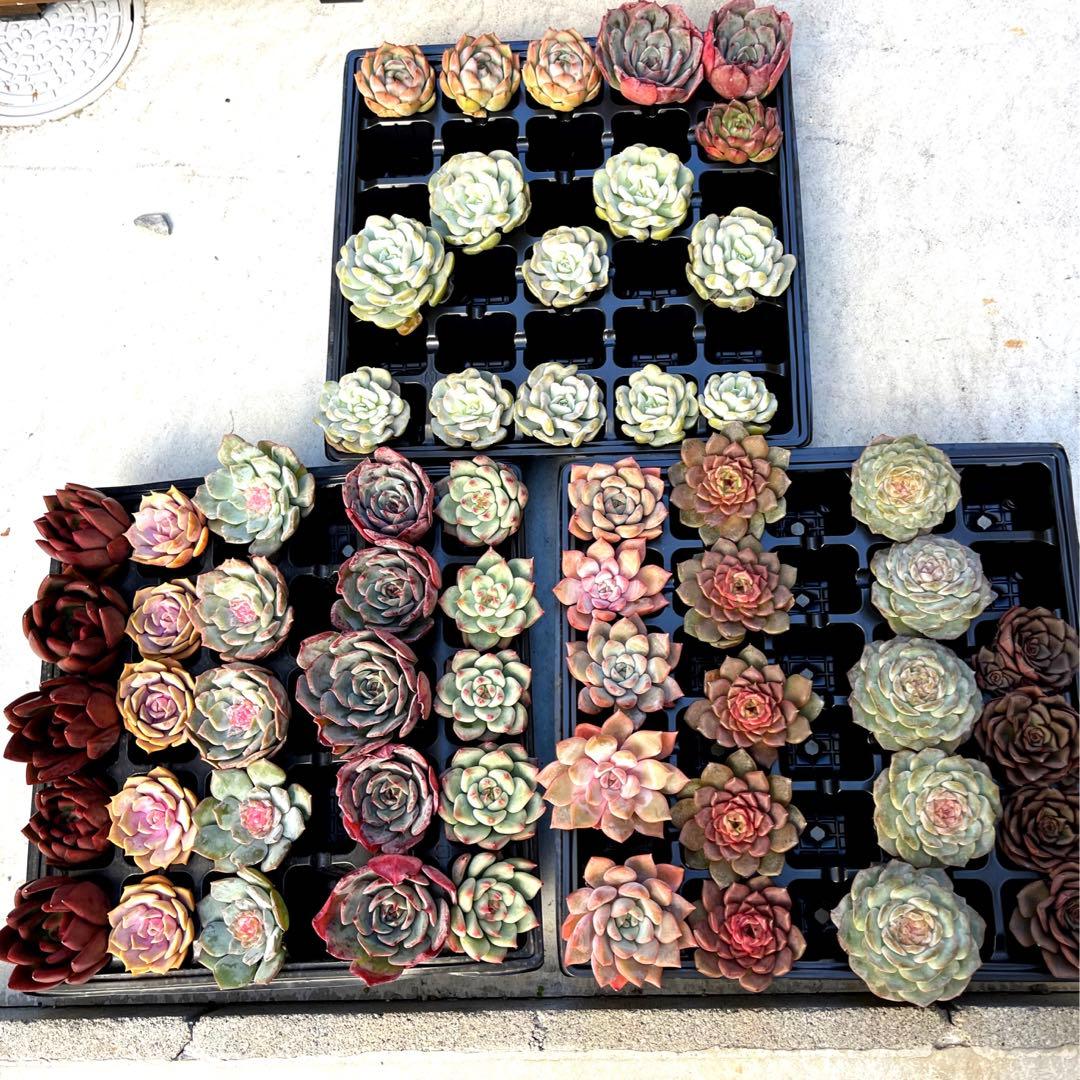 韓国多肉カット苗