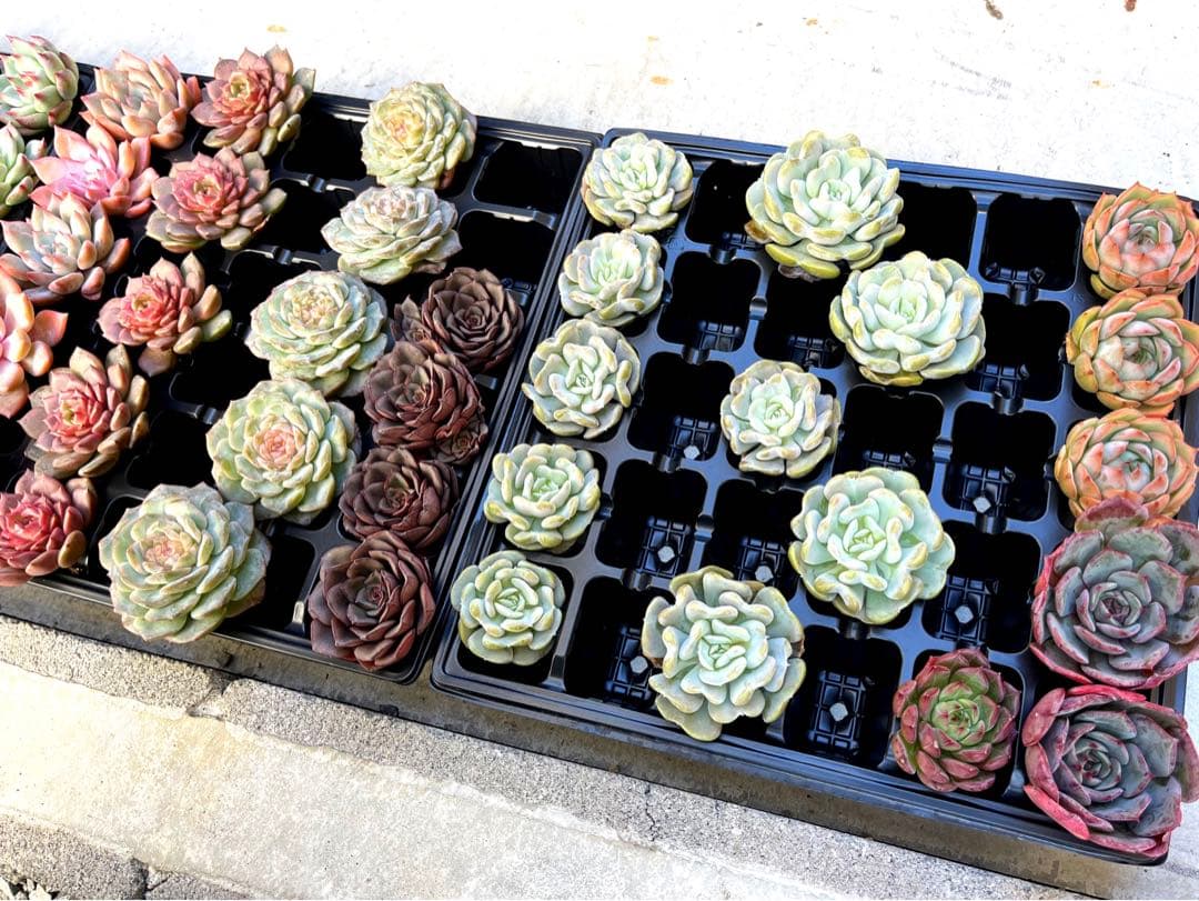 韓国多肉カット苗