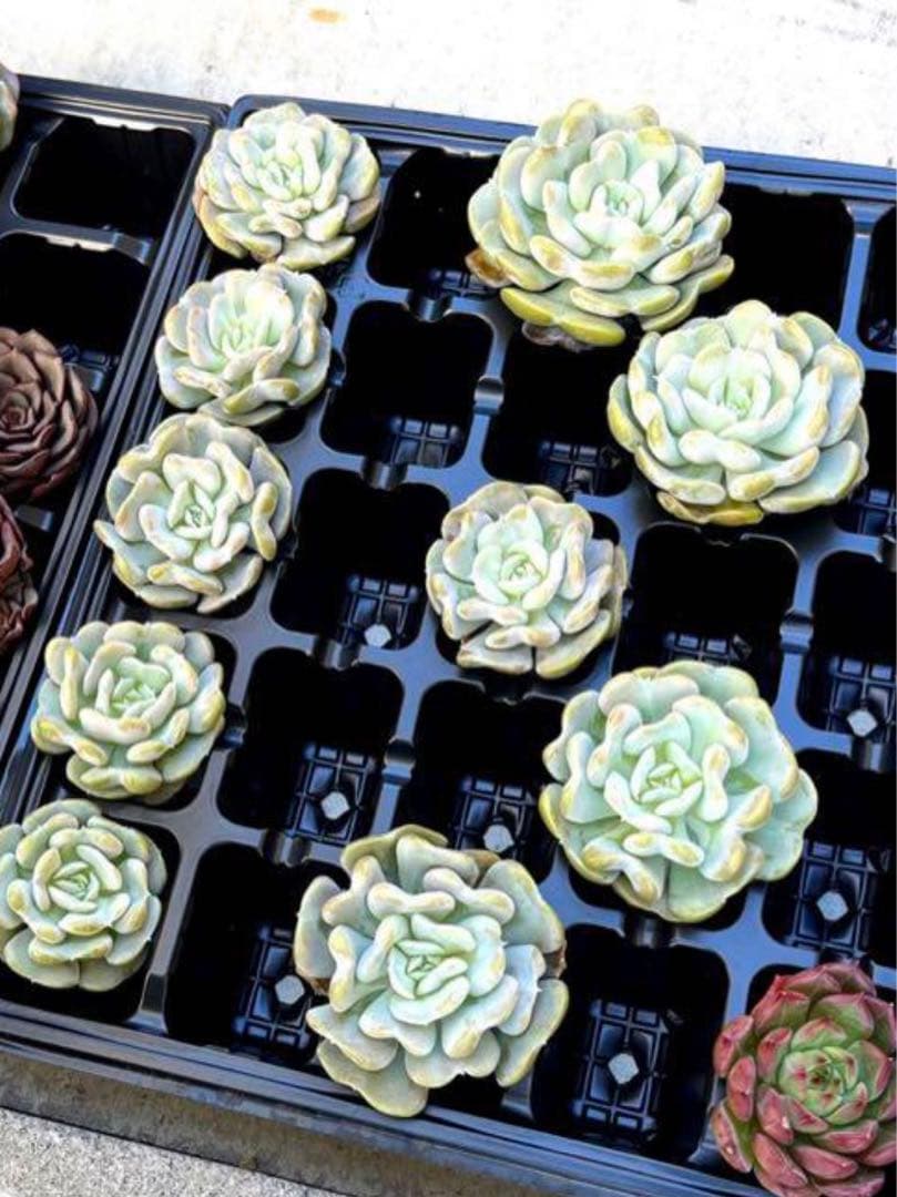 韓国多肉カット苗