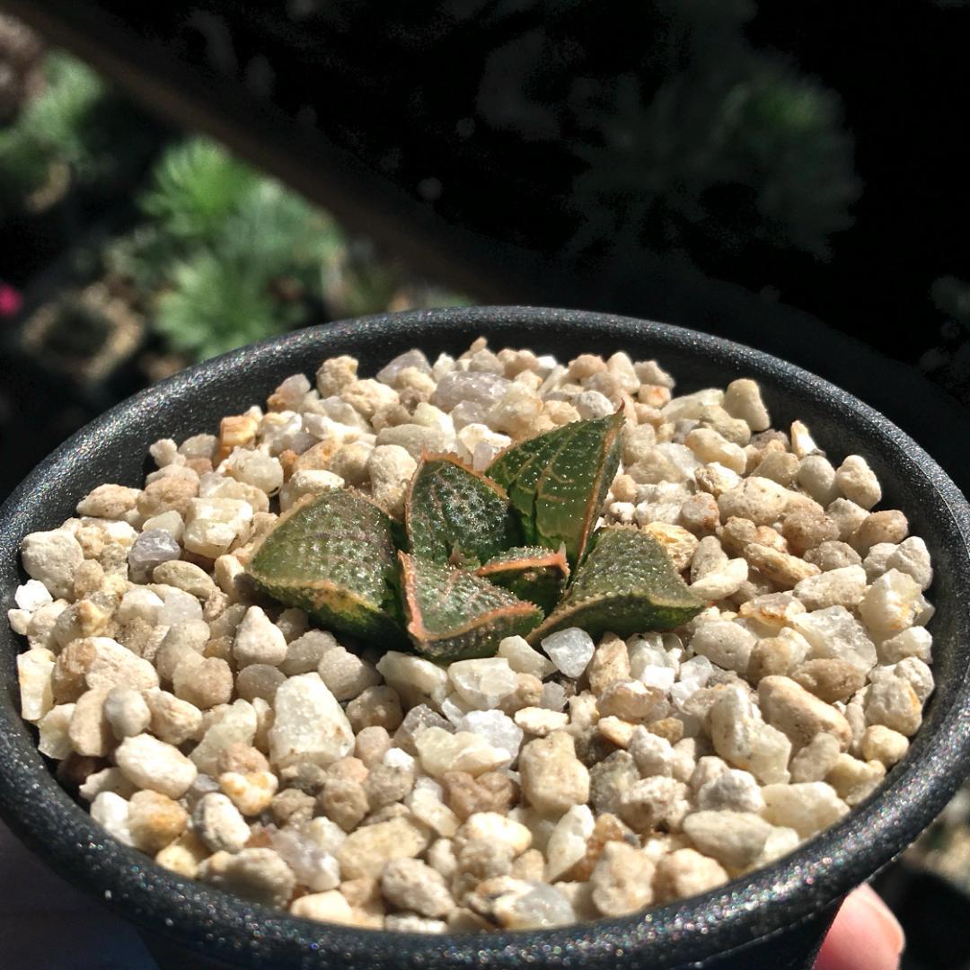 【期間限定】【原種】 ハオルチア H. mcmurtryi GM272 多肉植物