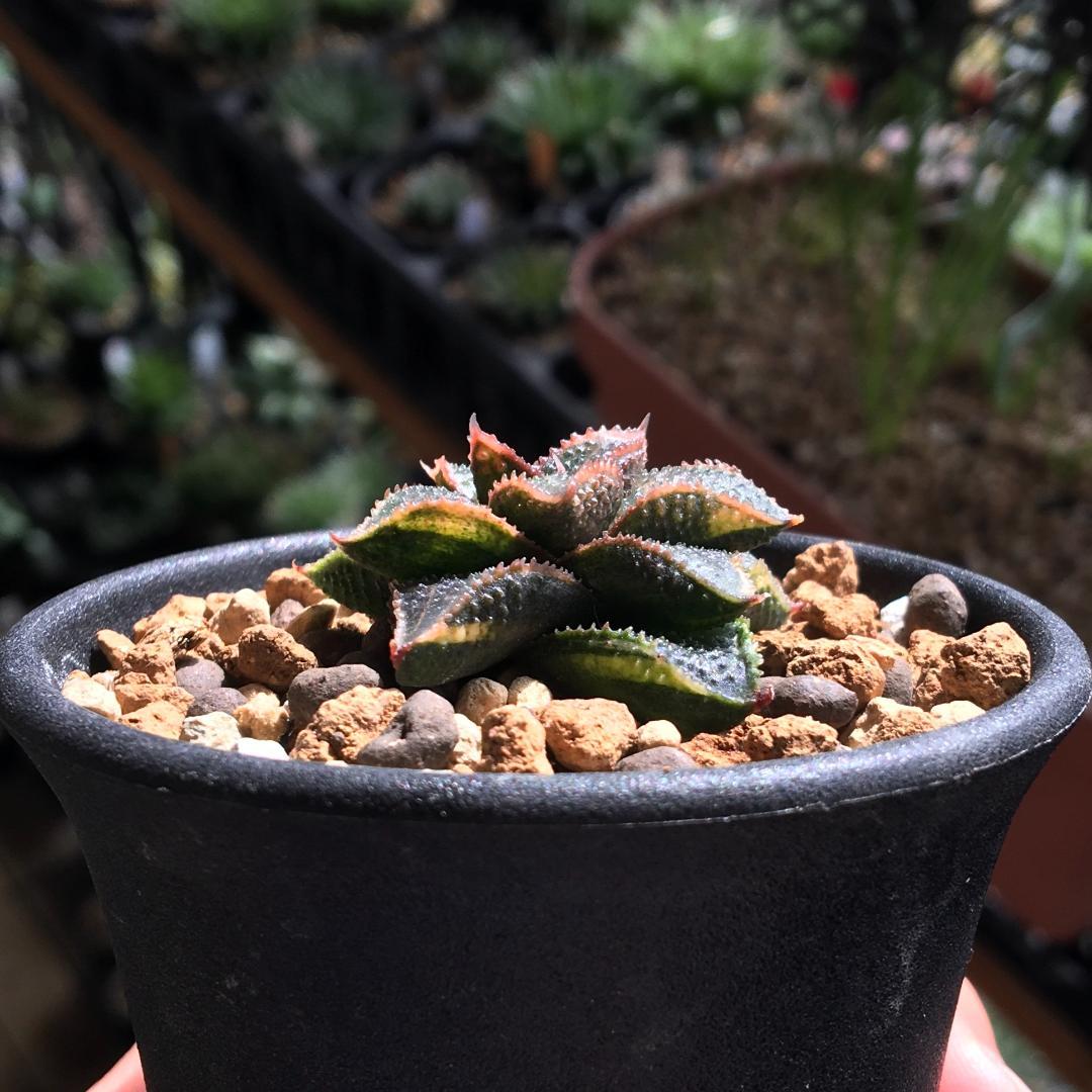 【期間限定】【原種】 ハオルチア H. mcmurtryi GM272 多肉植物