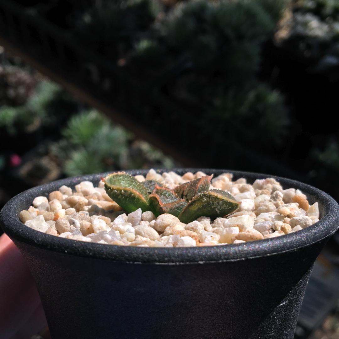 【期間限定】【原種】 ハオルチア H. mcmurtryi GM272 多肉植物