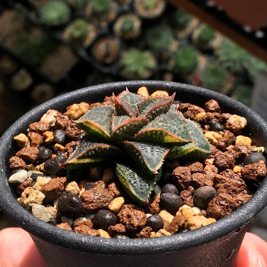 【期間限定】【原種】 ハオルチア H. mcmurtryi GM272 多肉植物