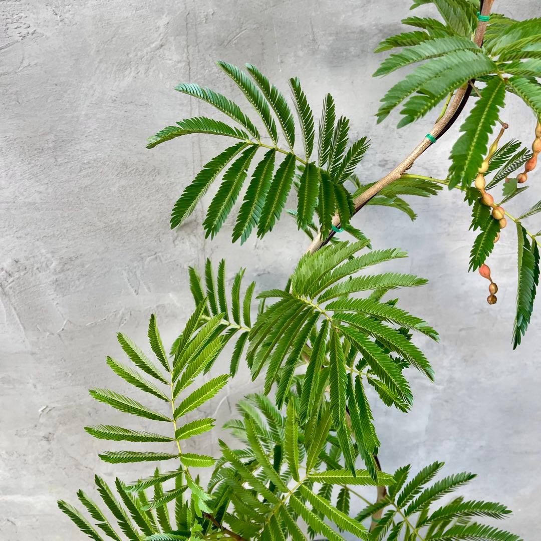 大型　エバーフレッシュ　曲がり仕立て　陶器鉢　植え込み発送