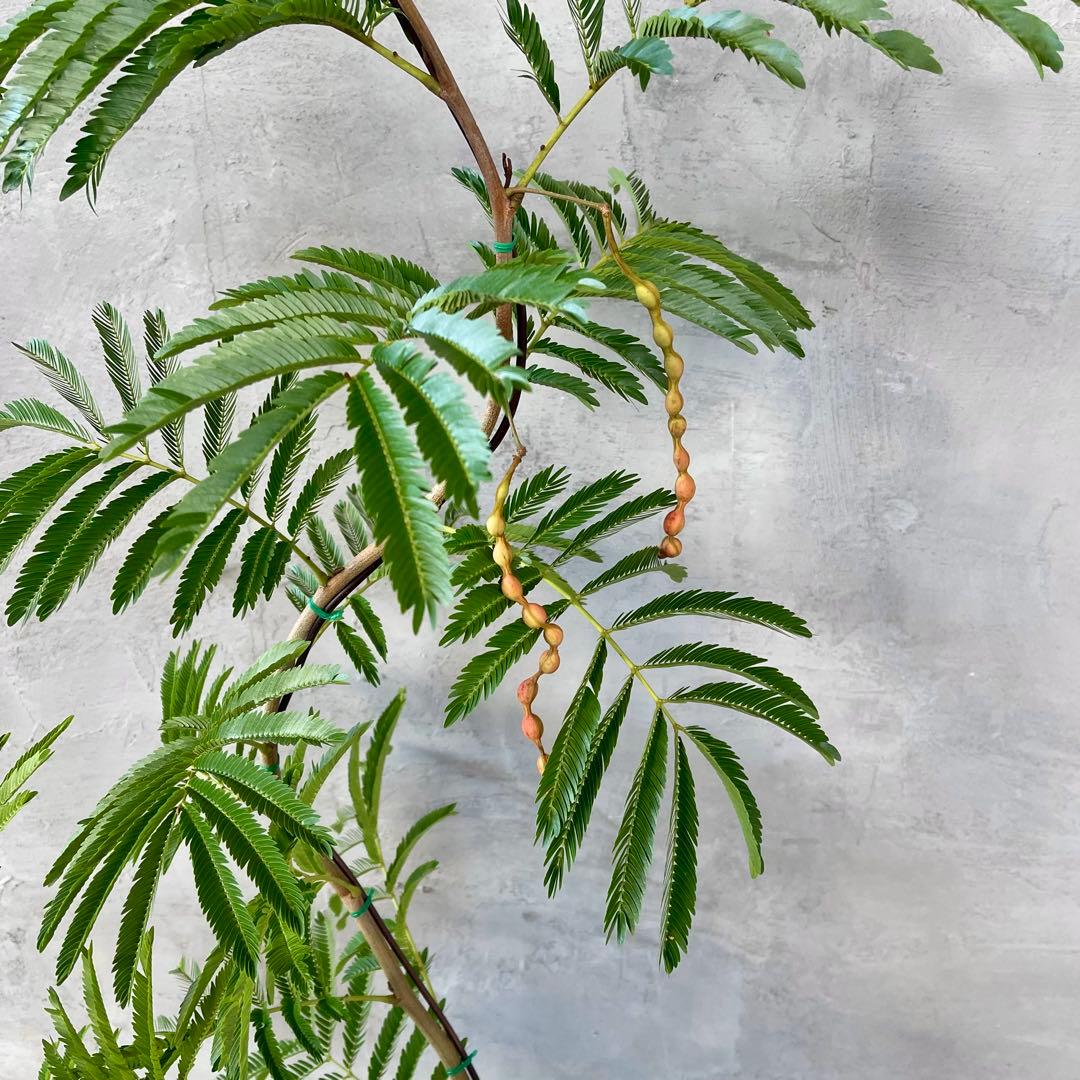 大型　エバーフレッシュ　曲がり仕立て　陶器鉢　植え込み発送