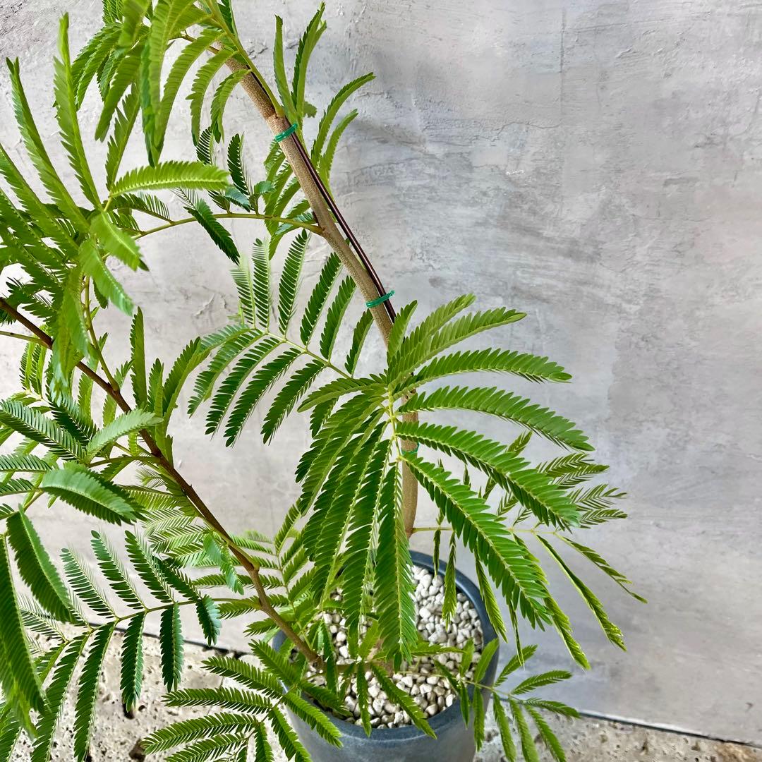 大型　エバーフレッシュ　曲がり仕立て　陶器鉢　植え込み発送