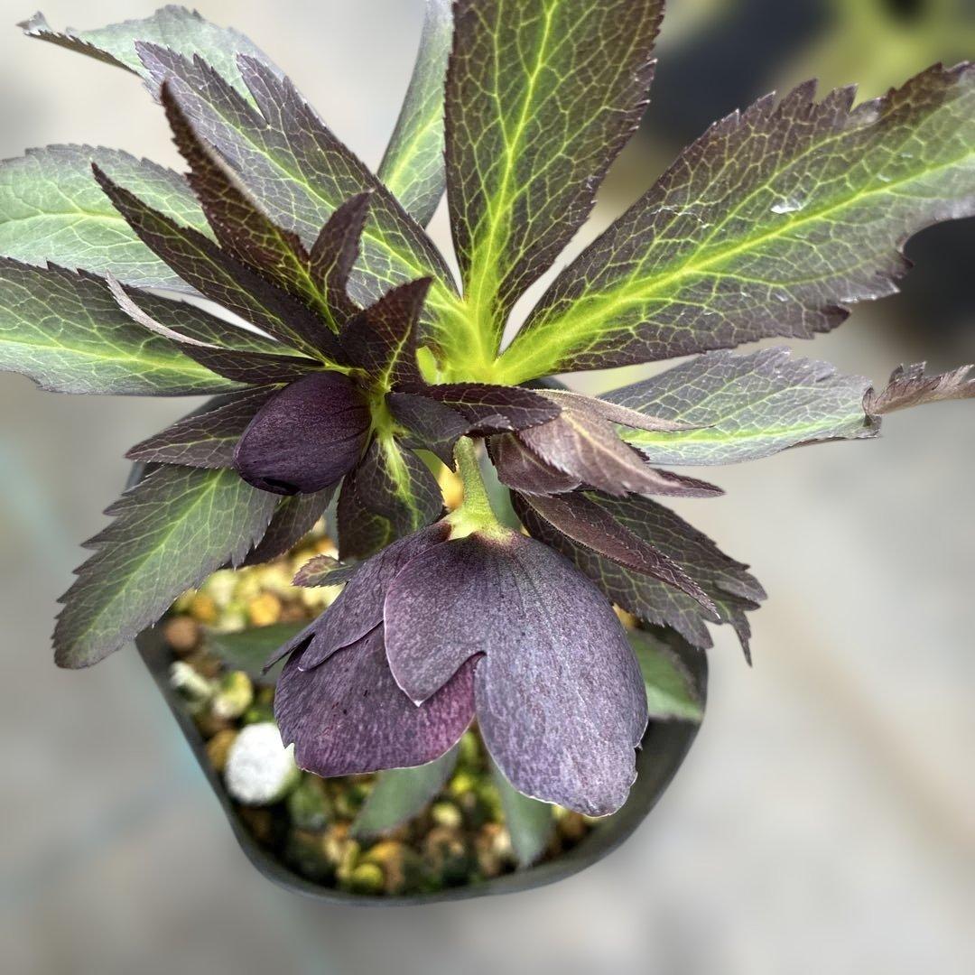 専用です。2点　5日まで　クリスマスローズ　セミダブル？　ベタブロッチ　4.5寸