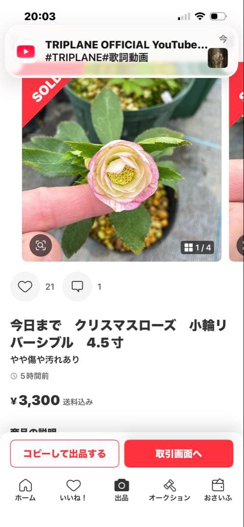 専用です。2点　5日まで　クリスマスローズ　セミダブル？　ベタブロッチ　4.5寸