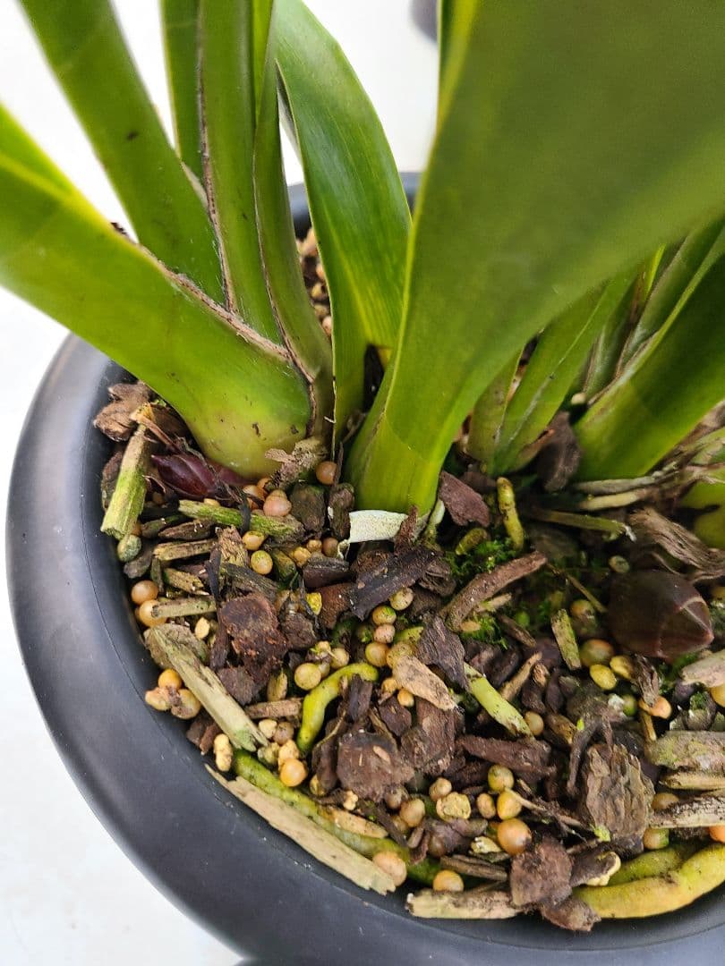 フォアゴットンフルーツ。花芽合計15個。5鉢セット。蜜蜂誘引蘭。日本蜜蜂。