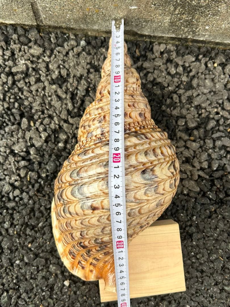 法螺貝　37.5cm (直線34cm) 825g