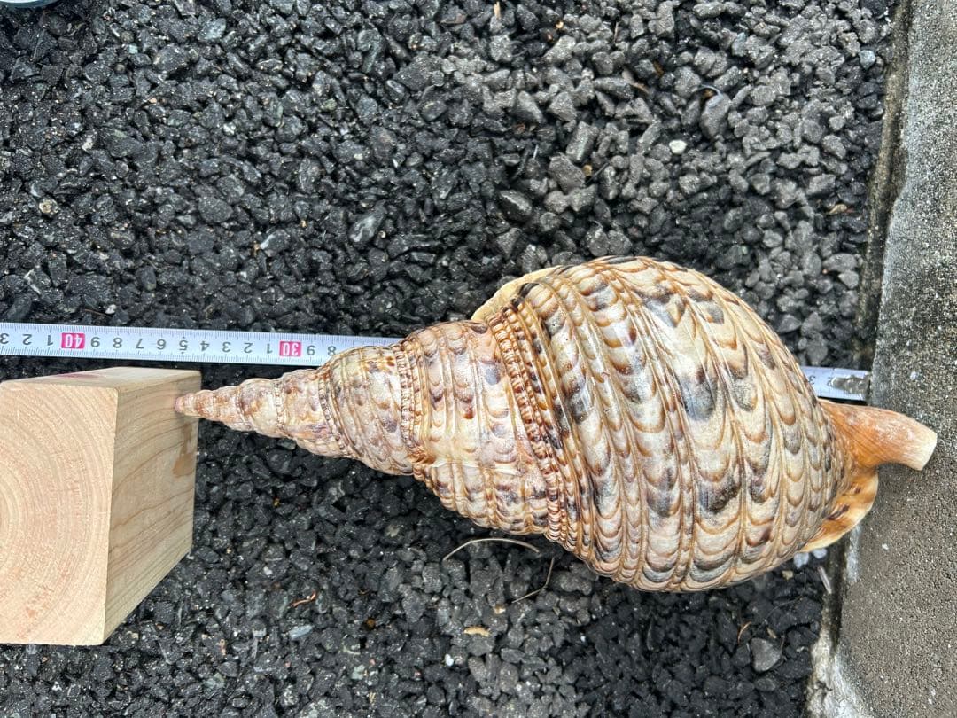 法螺貝　37.5cm (直線34cm) 825g