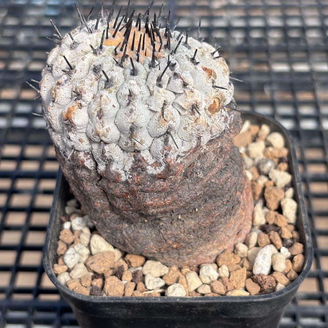 コピアポア　シネレア　コルムナアルバ　山木　現地球B