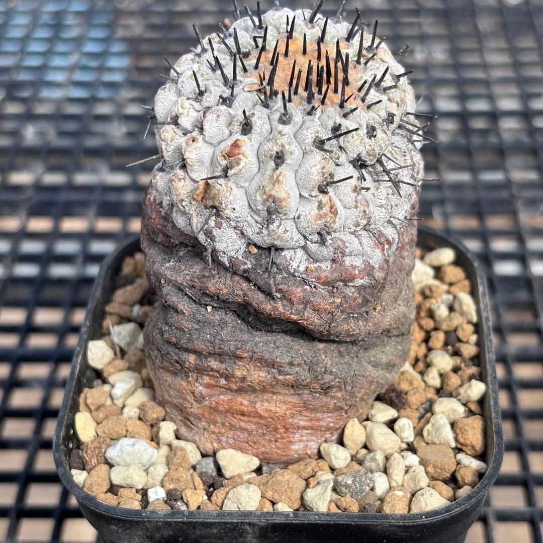 コピアポア　シネレア　コルムナアルバ　山木　現地球B