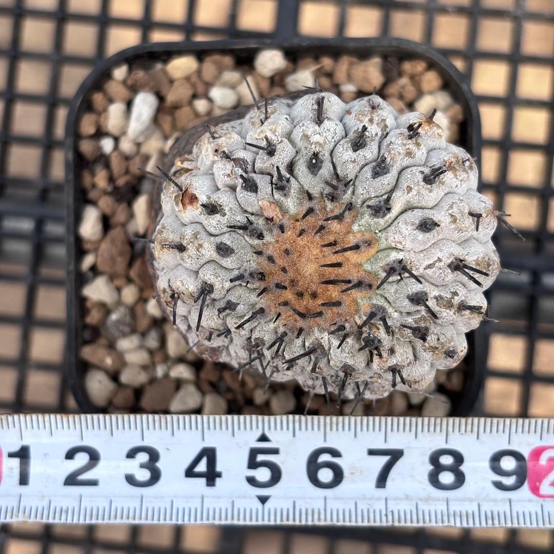 コピアポア　シネレア　コルムナアルバ　山木　現地球B