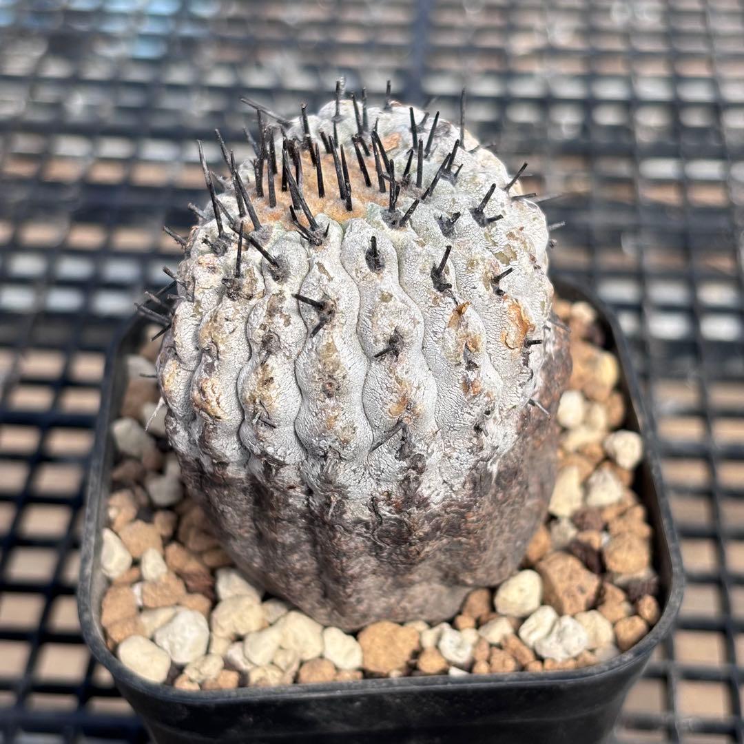 コピアポア　シネレア　コルムナアルバ　山木　現地球B