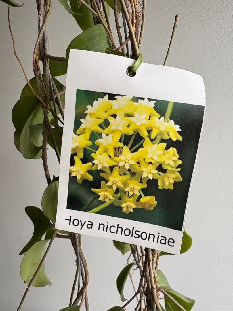 hoya nicholsoniae ホヤ 3号 吊り鉢 - メルカリ