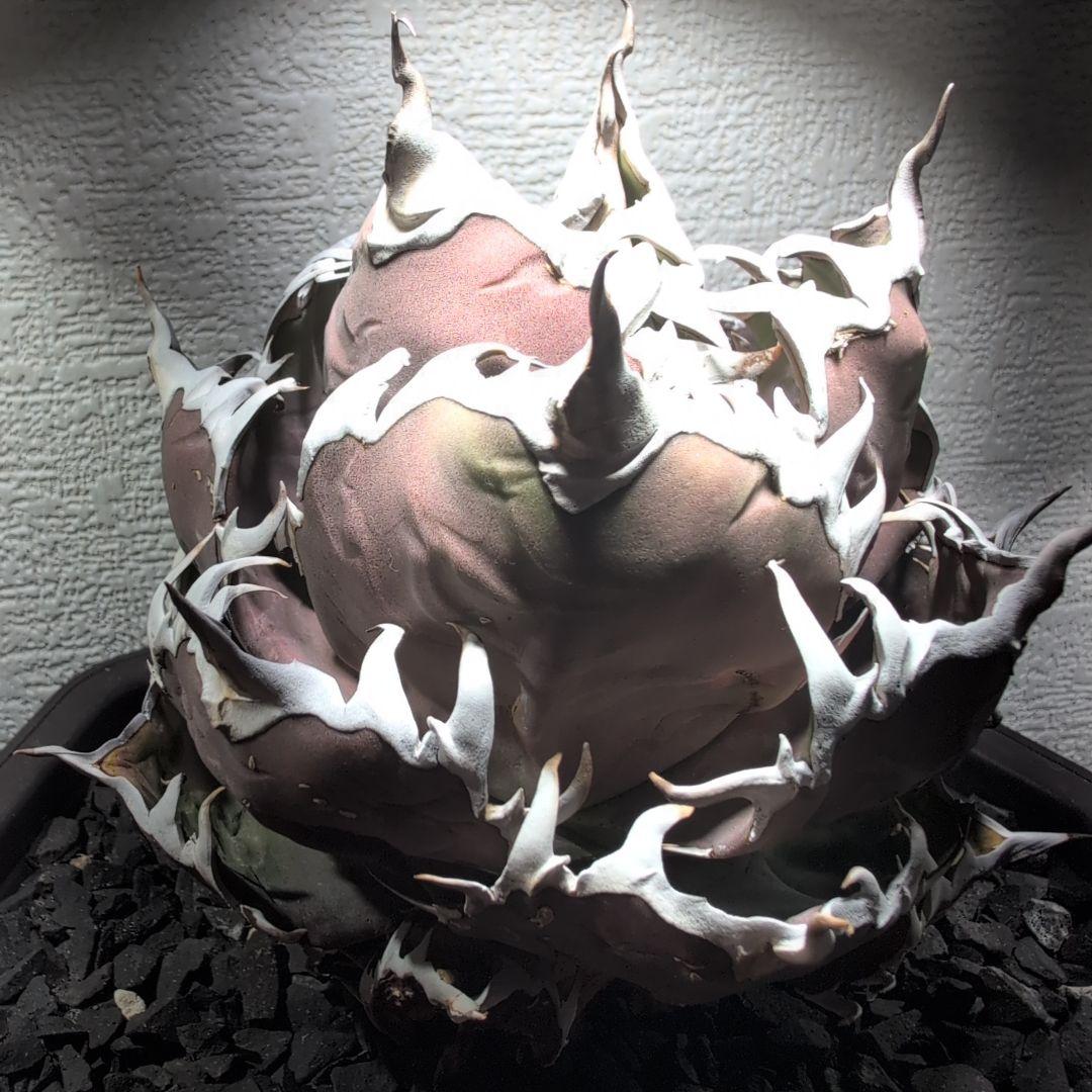 アガベ　チタノタ ハデス　シーザー　セット