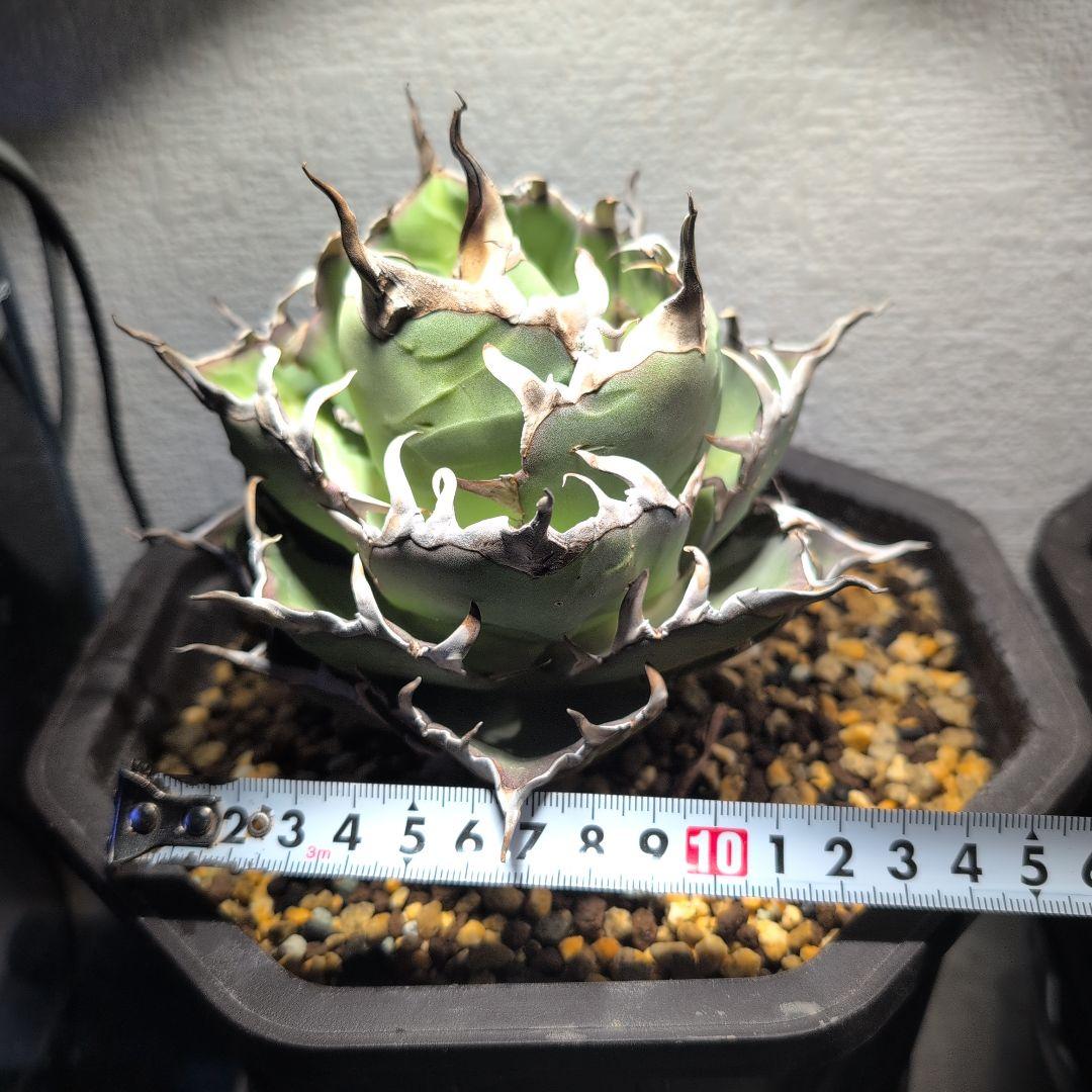 アガベ　チタノタ ハデス　シーザー　セット