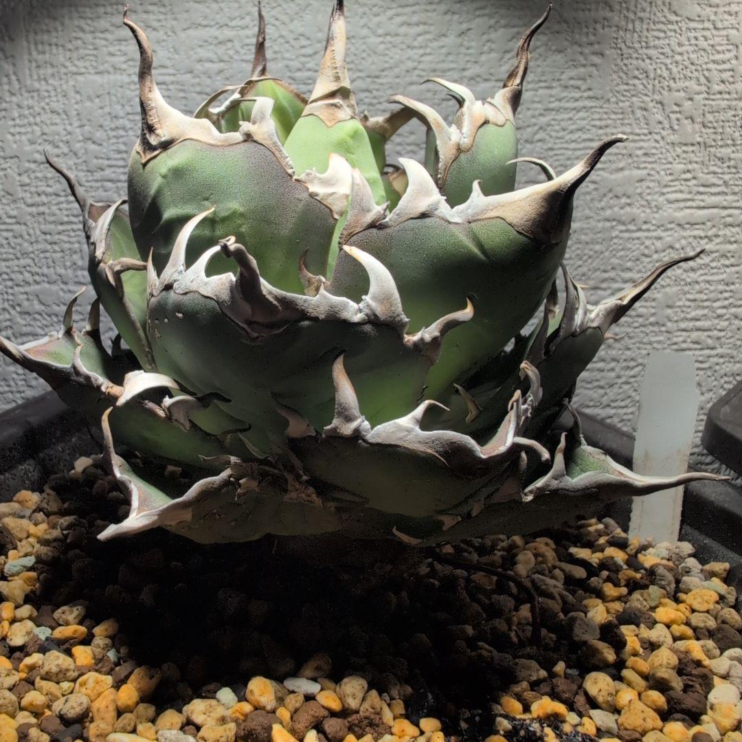 アガベ　チタノタ ハデス　シーザー　セット