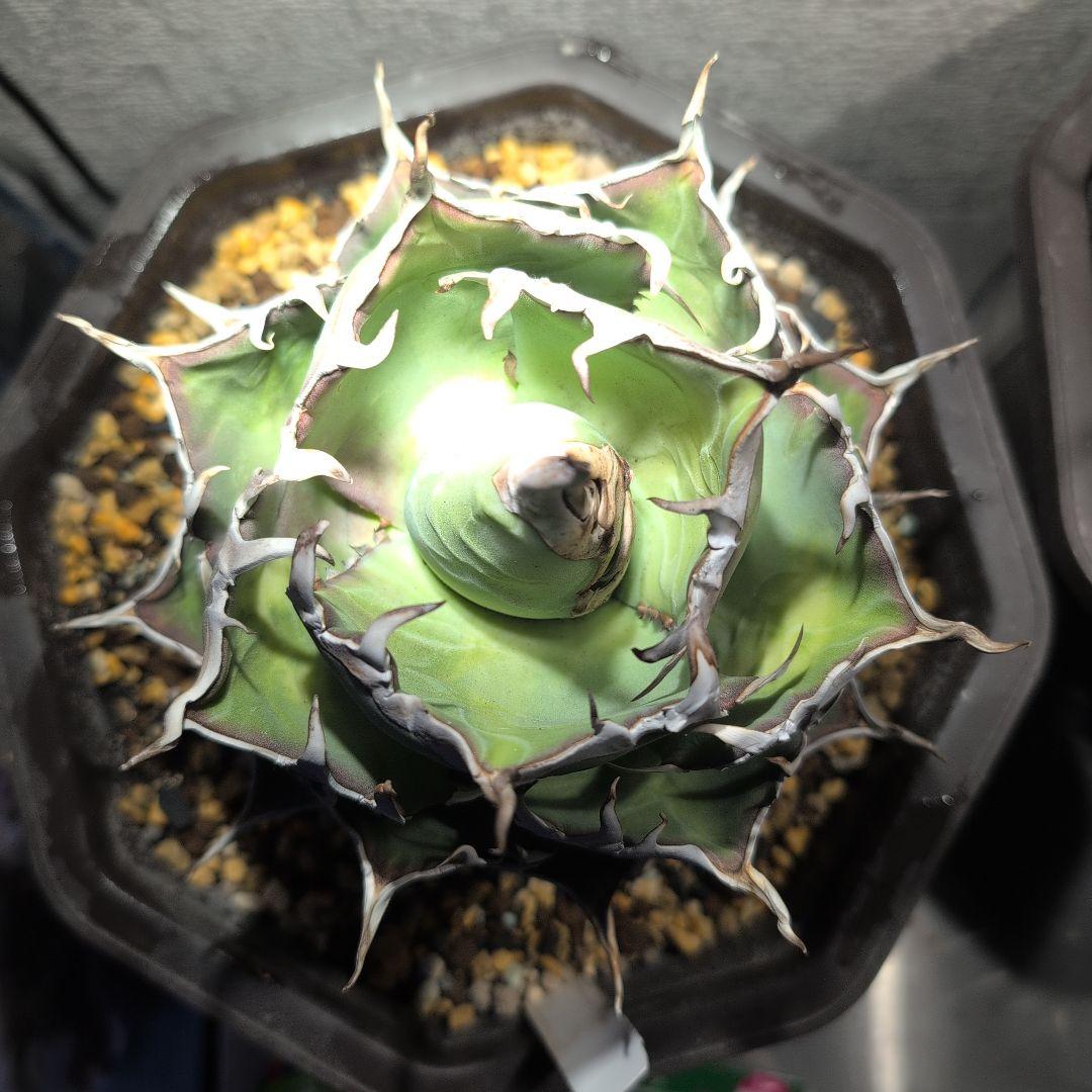 アガベ　チタノタ ハデス　シーザー　セット