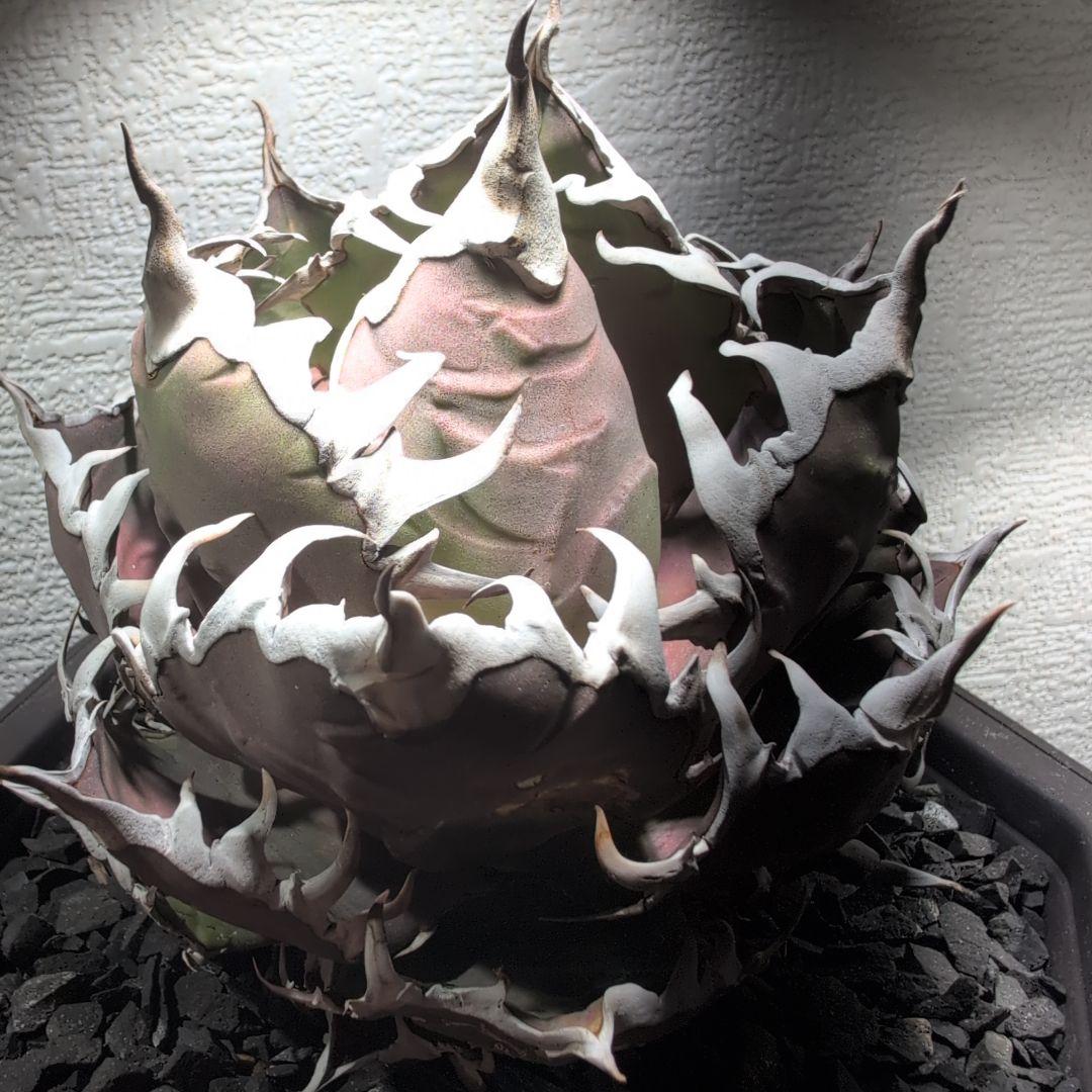 アガベ　チタノタ ハデス　シーザー　セット