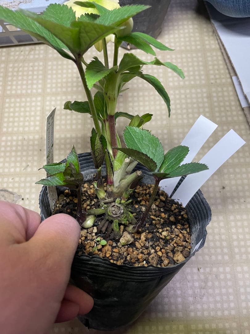 加藤農園 フレグランスクリスマスローズ イエロープリマヴェーラ