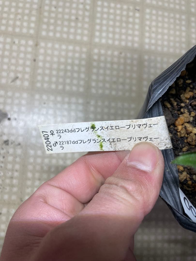 加藤農園 フレグランスクリスマスローズ イエロープリマヴェーラ