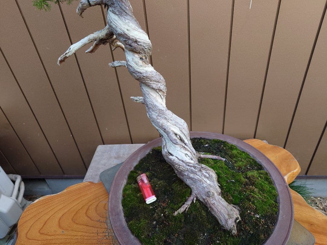 盆栽　糸魚川真柏　樹高70cm