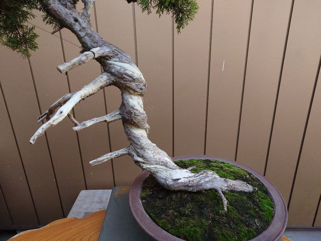 盆栽　糸魚川真柏　樹高70cm